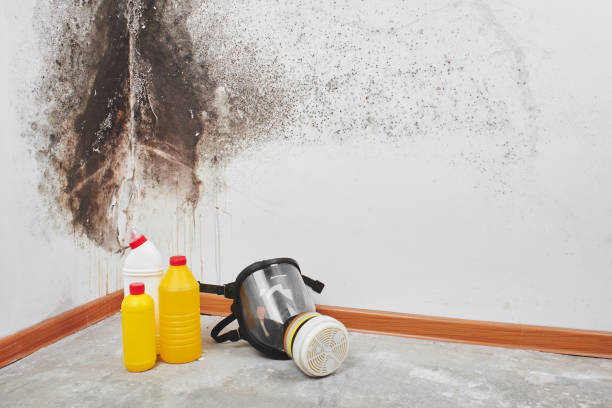 Best Mold Damage Repair  in Panhandle, TX