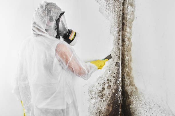 Best Commercial Mold Removal  in Panhandle, TX