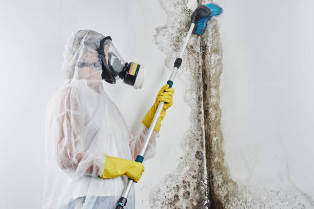 Best Residential Mold Removal  in Panhandle, TX