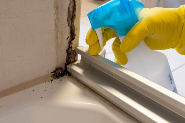 Best Toxic Mold Removal  in Panhandle, TX