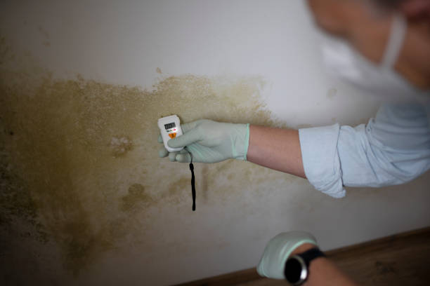 Best Affordable Mold Removal  in Panhandle, TX