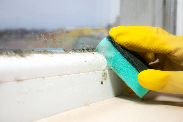 Best Mold Remediation  in Panhandle, TX