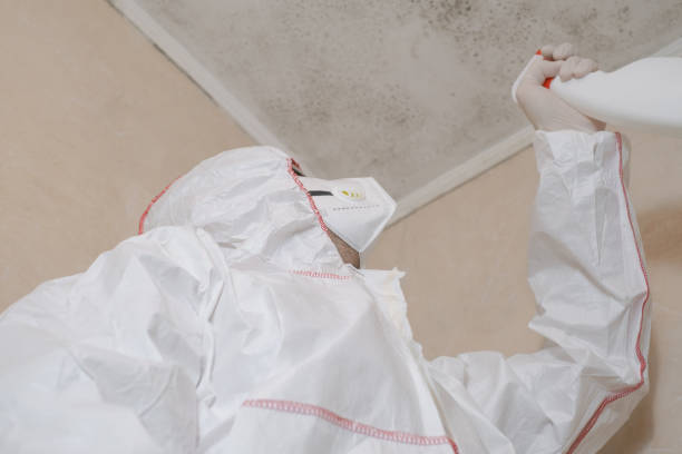 Best Emergency Mold Removal  in Panhandle, TX