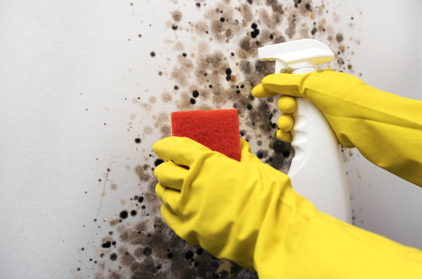 Best Home Mold Removal  in Panhandle, TX