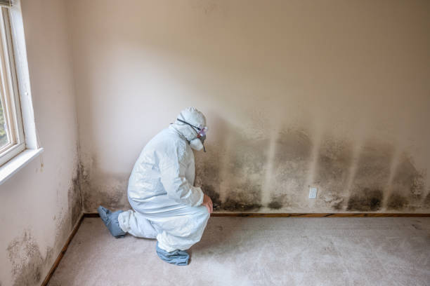 Best Mold Removal Company Near Me  in Panhandle, TX