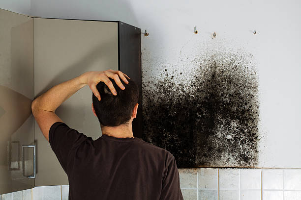 Best Certified Mold Removal  in Panhandle, TX