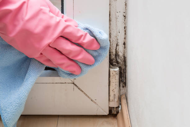 Best Mold Cleaning Services  in Panhandle, TX